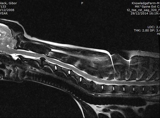 פריצת דיסק MRI כלב