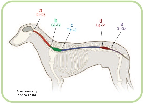 חלוקה סכמאטית של האזורים השונים בחוט השדרה בכלב