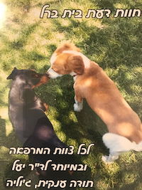 ג'וליה סבלה משיתוק אקוטי של רגליה האחוריות